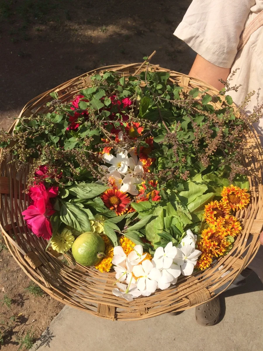 salad mix for Babji 1200